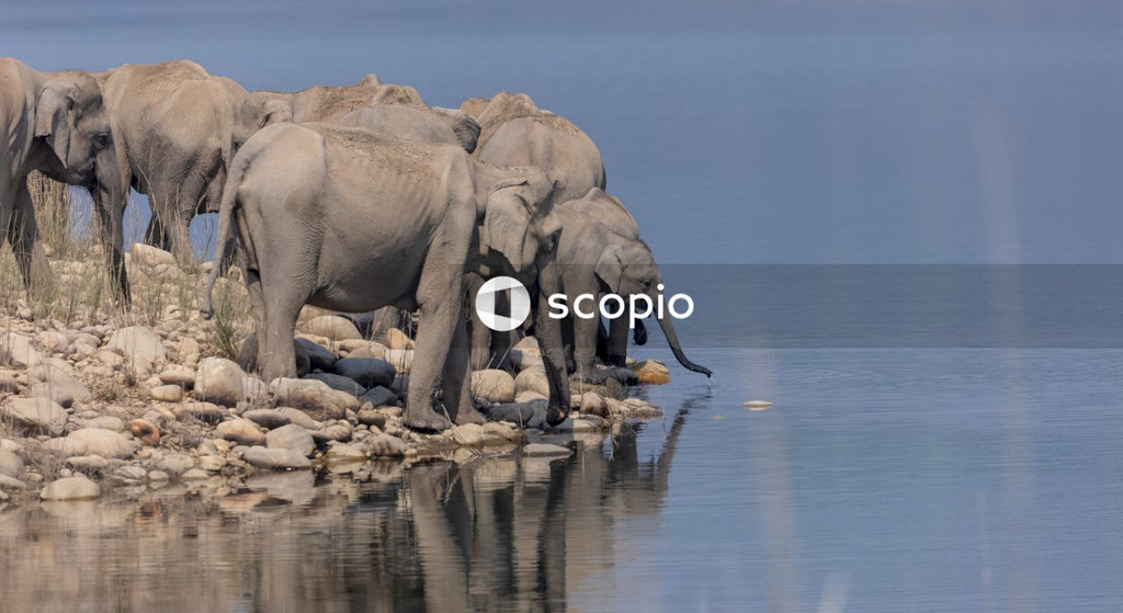Asian elephant in the forest of Jim corbett
