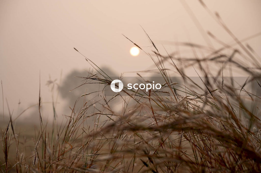 Brown grass