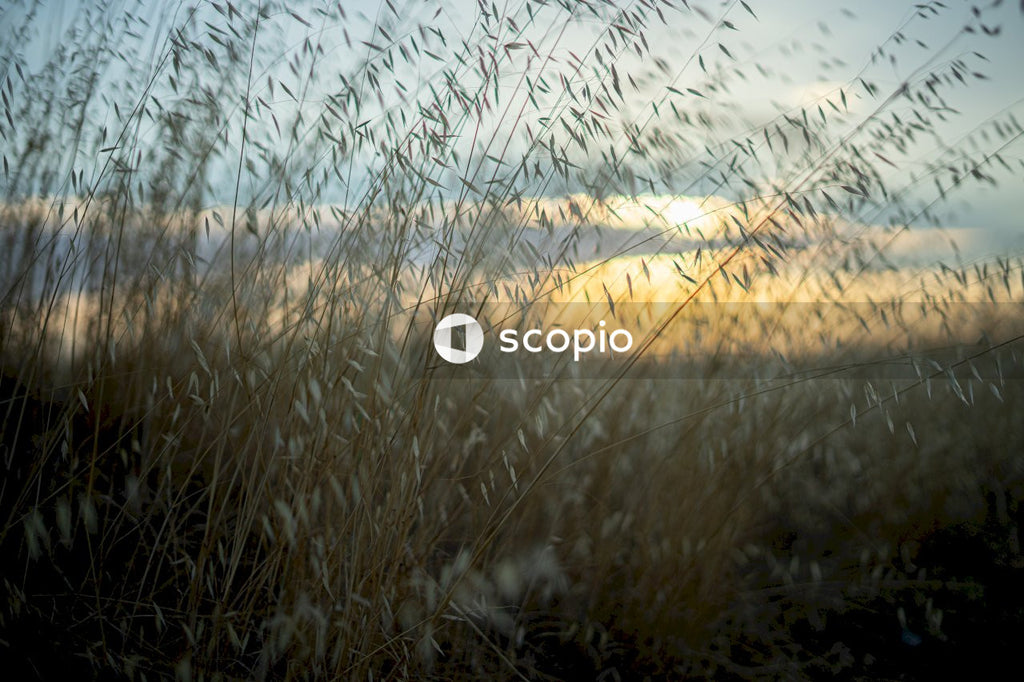Brown grass field