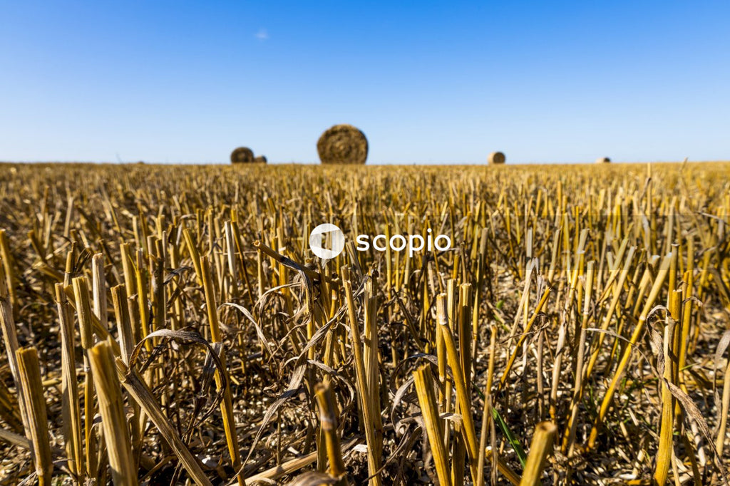 Brown grass field