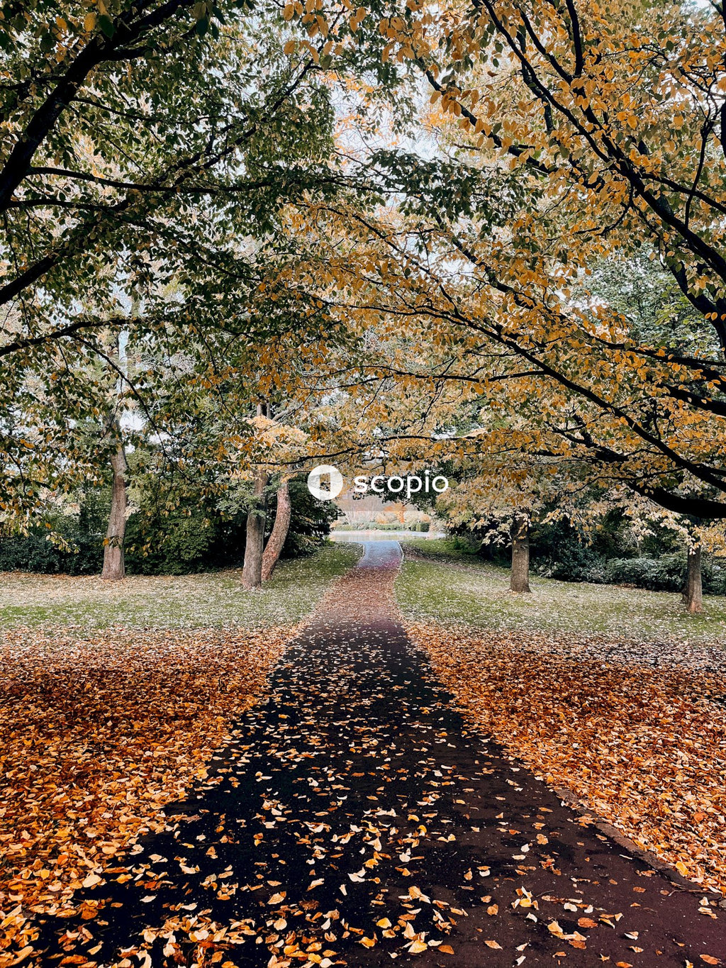 Brown leaves on the ground