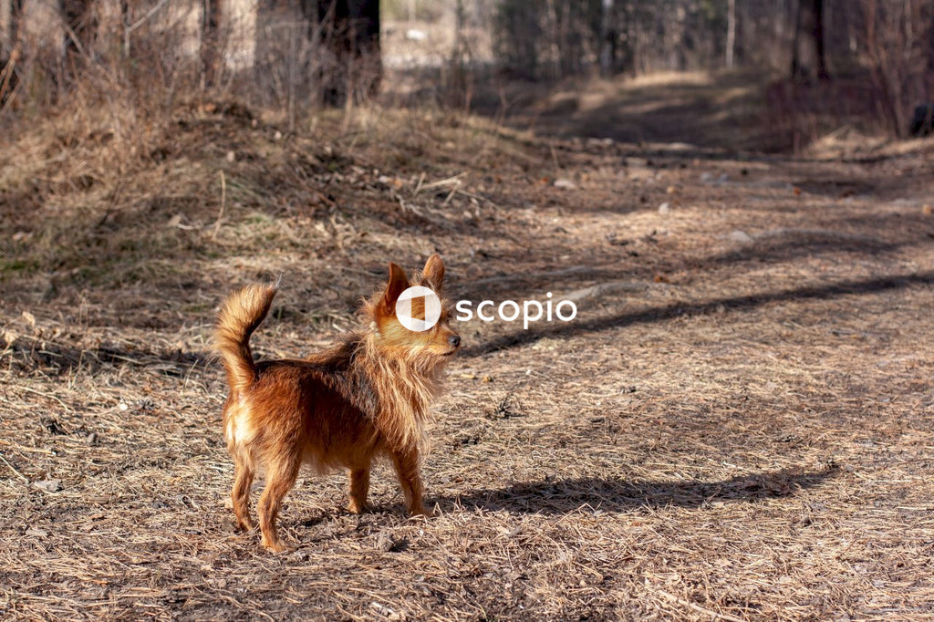 Brown long coat small dog standing on brown field