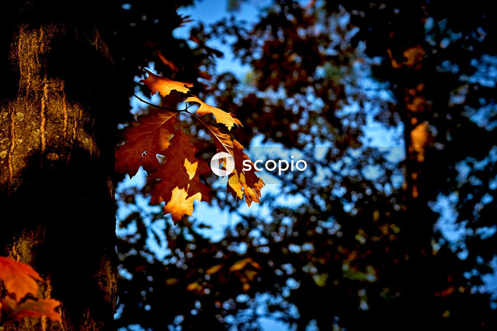 Brown maple tree