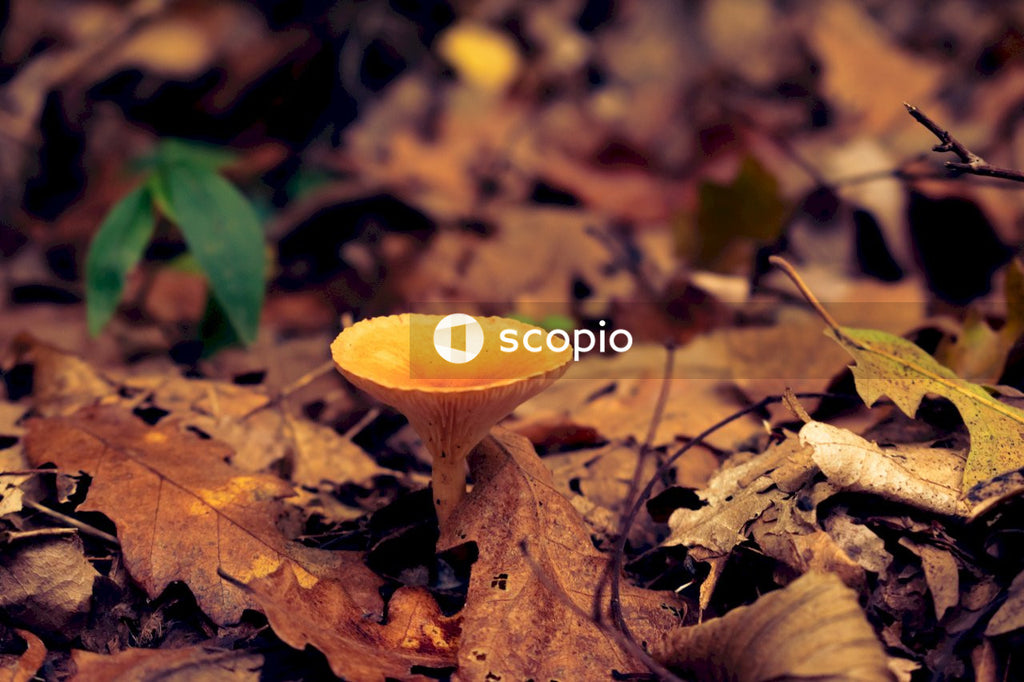 Brown mushroom on brown dried leaves