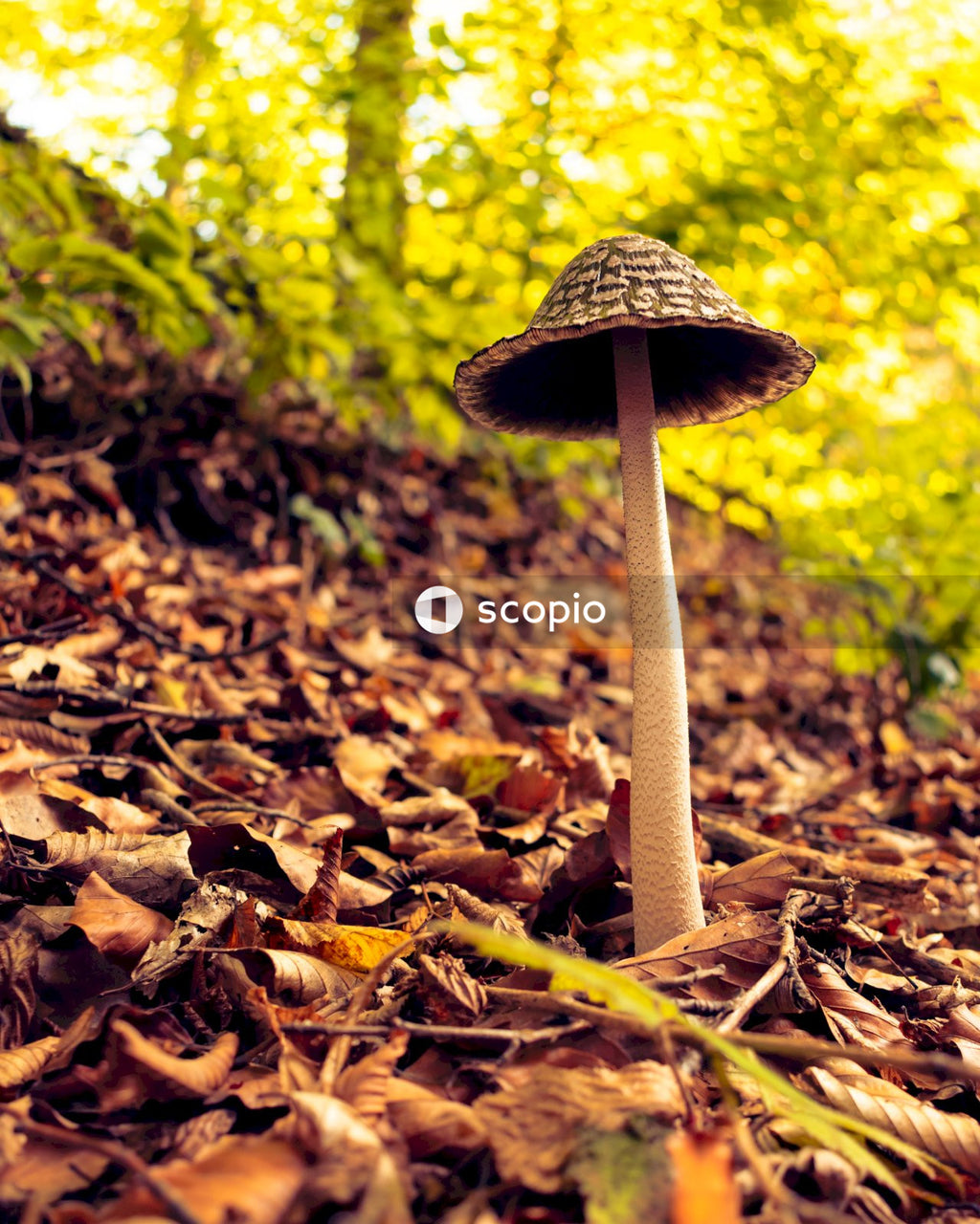 Brown mushroom on brown dried leaves