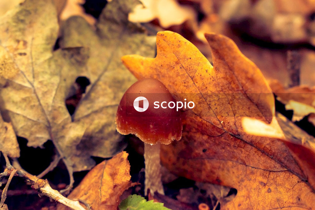 Brown mushroom on brown dried leaves