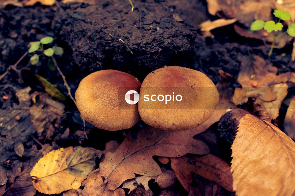 Brown mushrooms on black soil