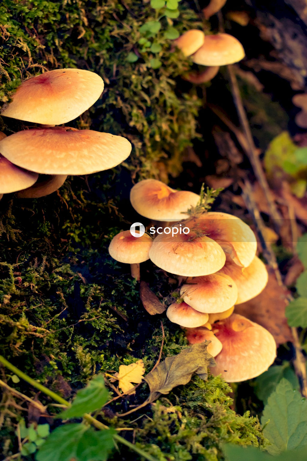 Brown mushrooms on green grass