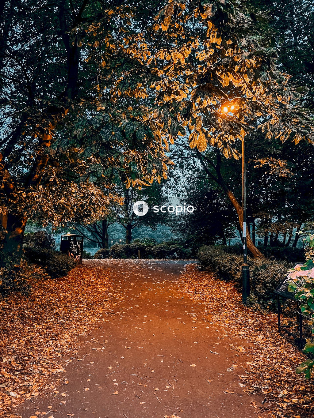Brown pathway between green trees