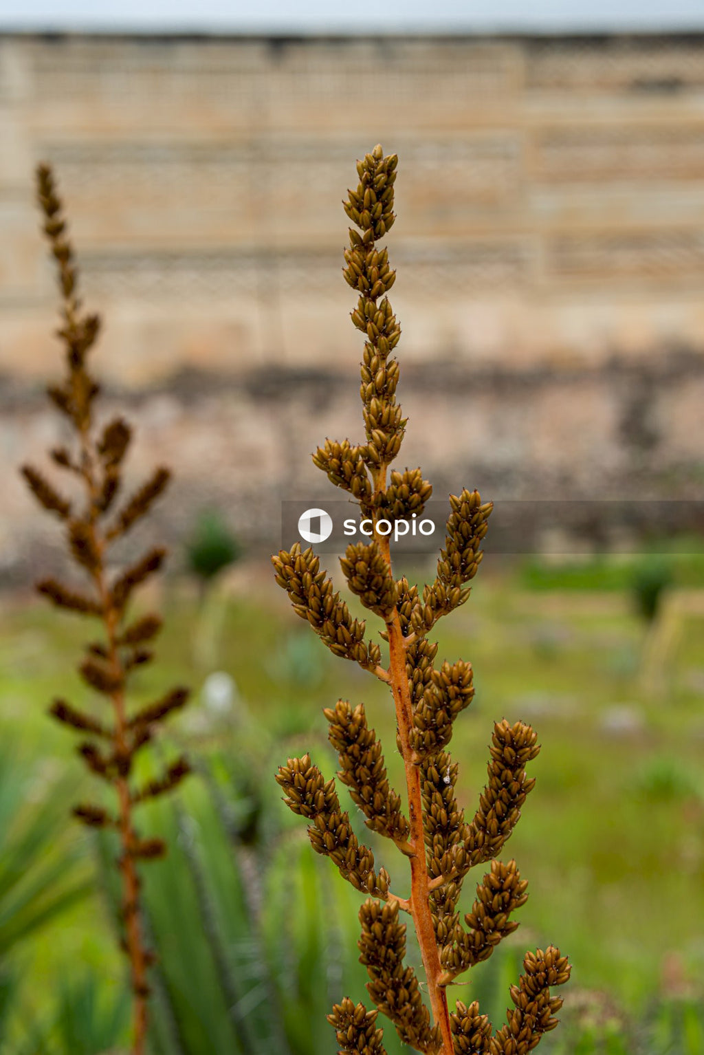 Brown plant in tilt shift lens