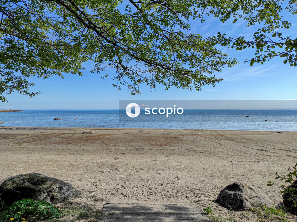 Brown sand beach with green tree under blue sky