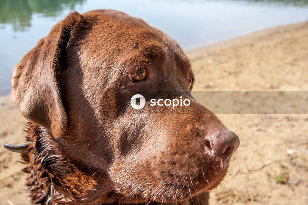 Brown short coated dog on brown sand