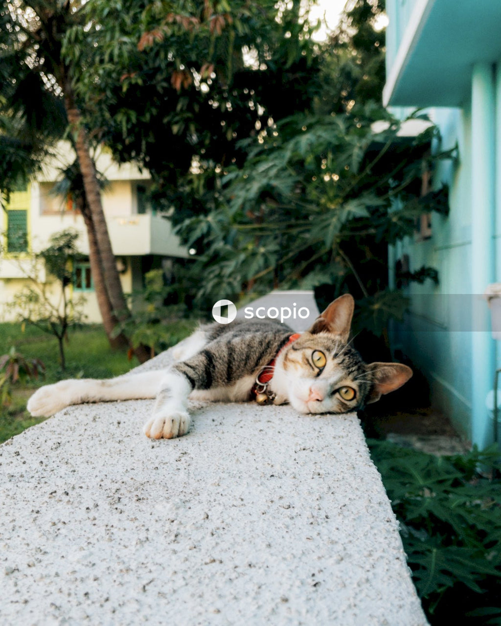 Brown tabby cat lying on gray concrete floor