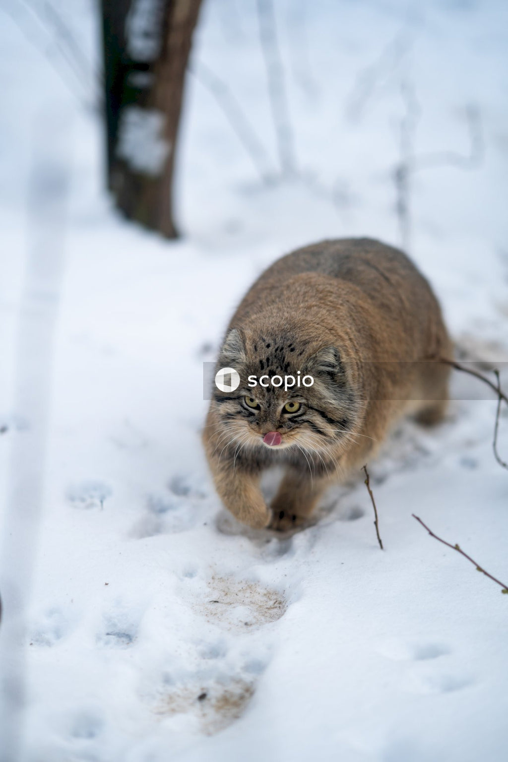 Brown tabby cat on snow covered ground