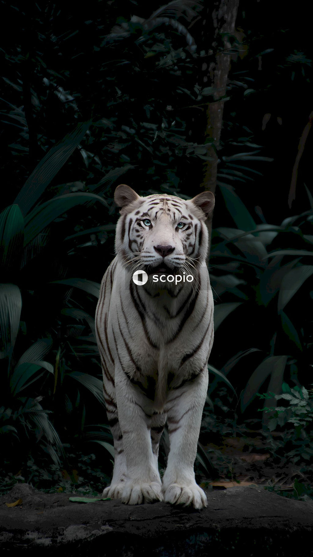 Brown tiger sitting on ground