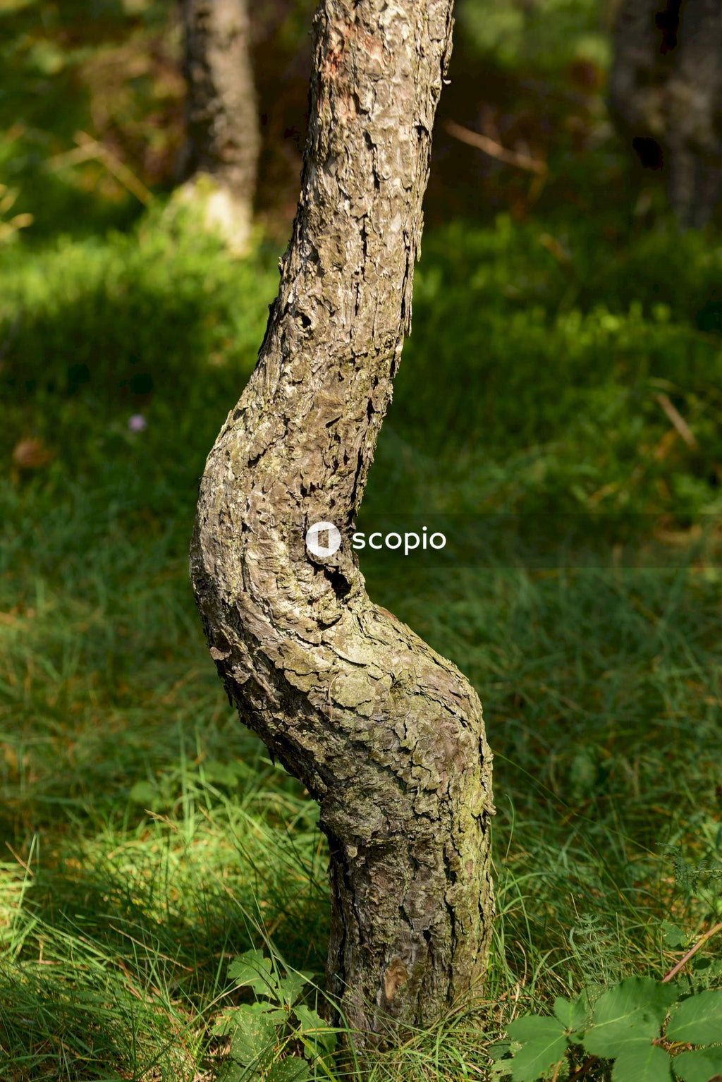 Brown tree trunk on green grass