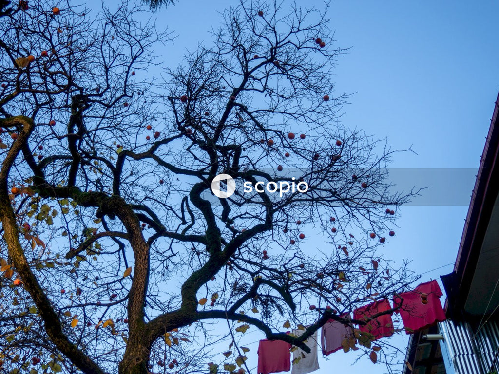 Brown tree under blue sky