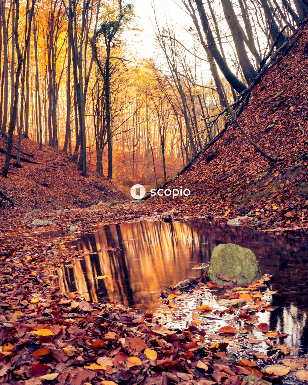Brown trees near river