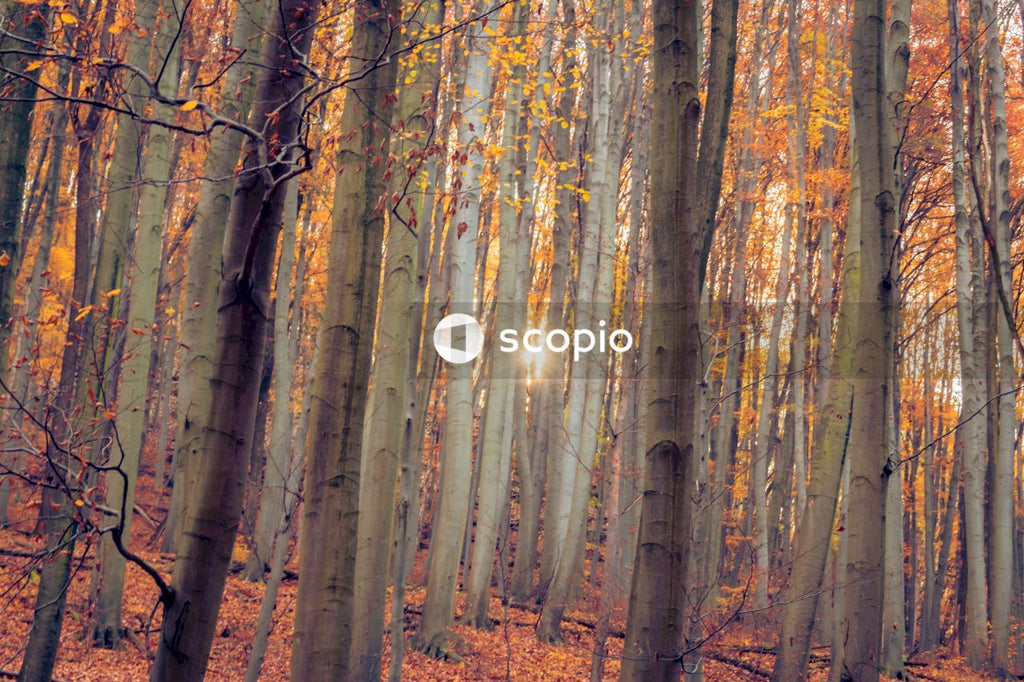 Brown trees on brown field