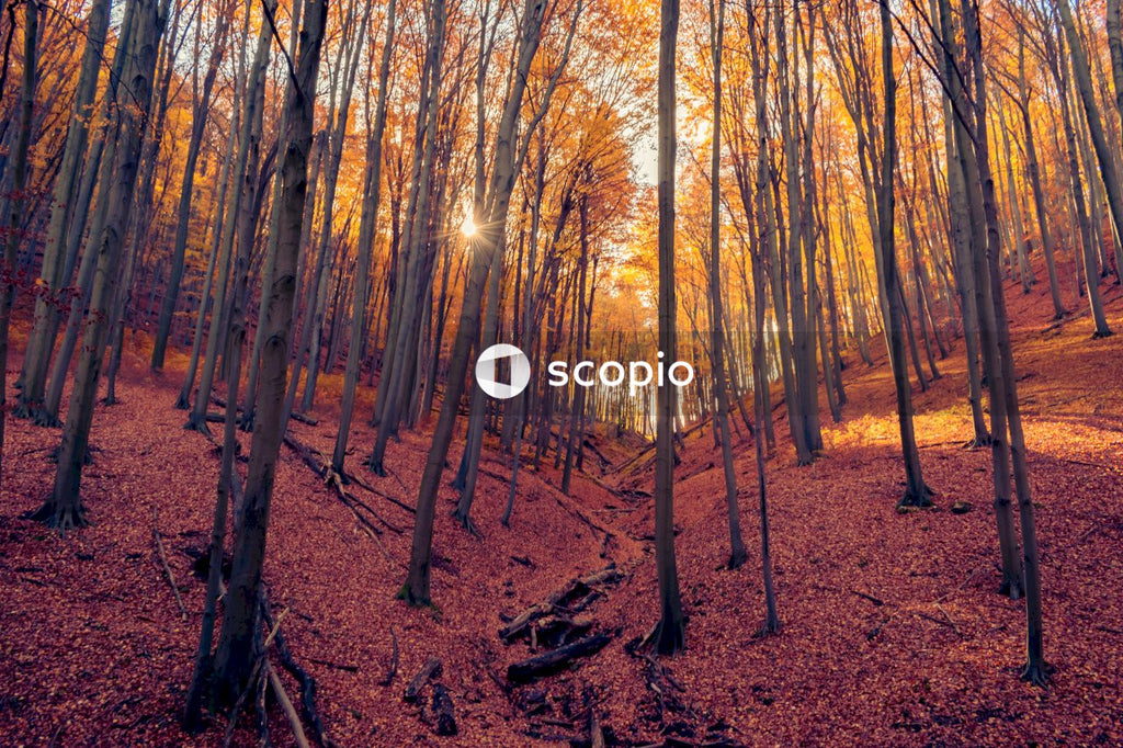 Brown trees on brown field