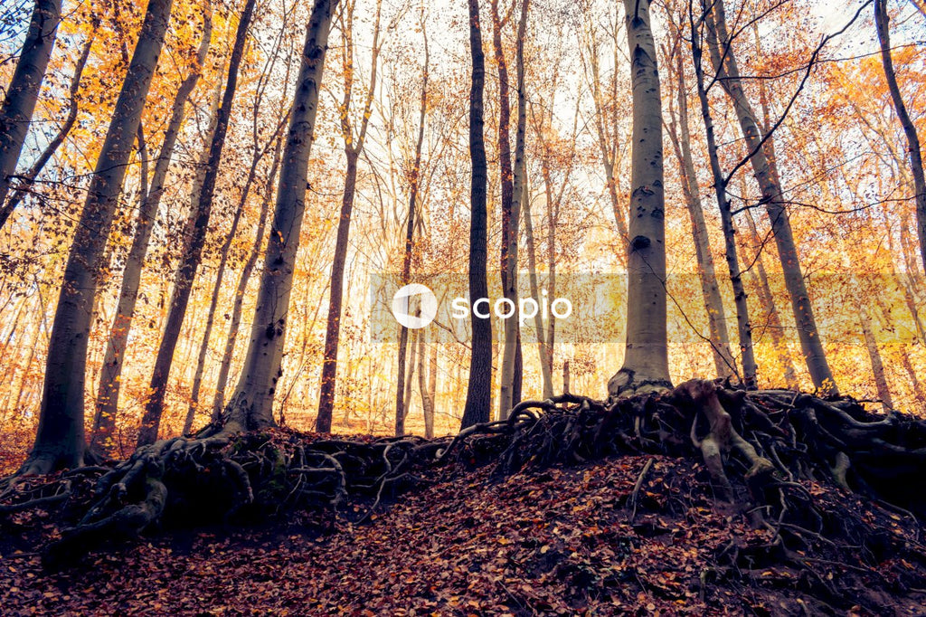 Brown trees on brown ground