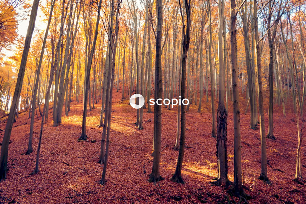 Brown trees on brown ground