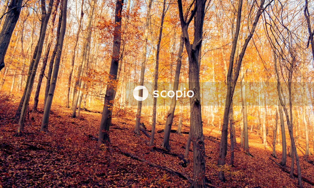 Brown trees on brown ground