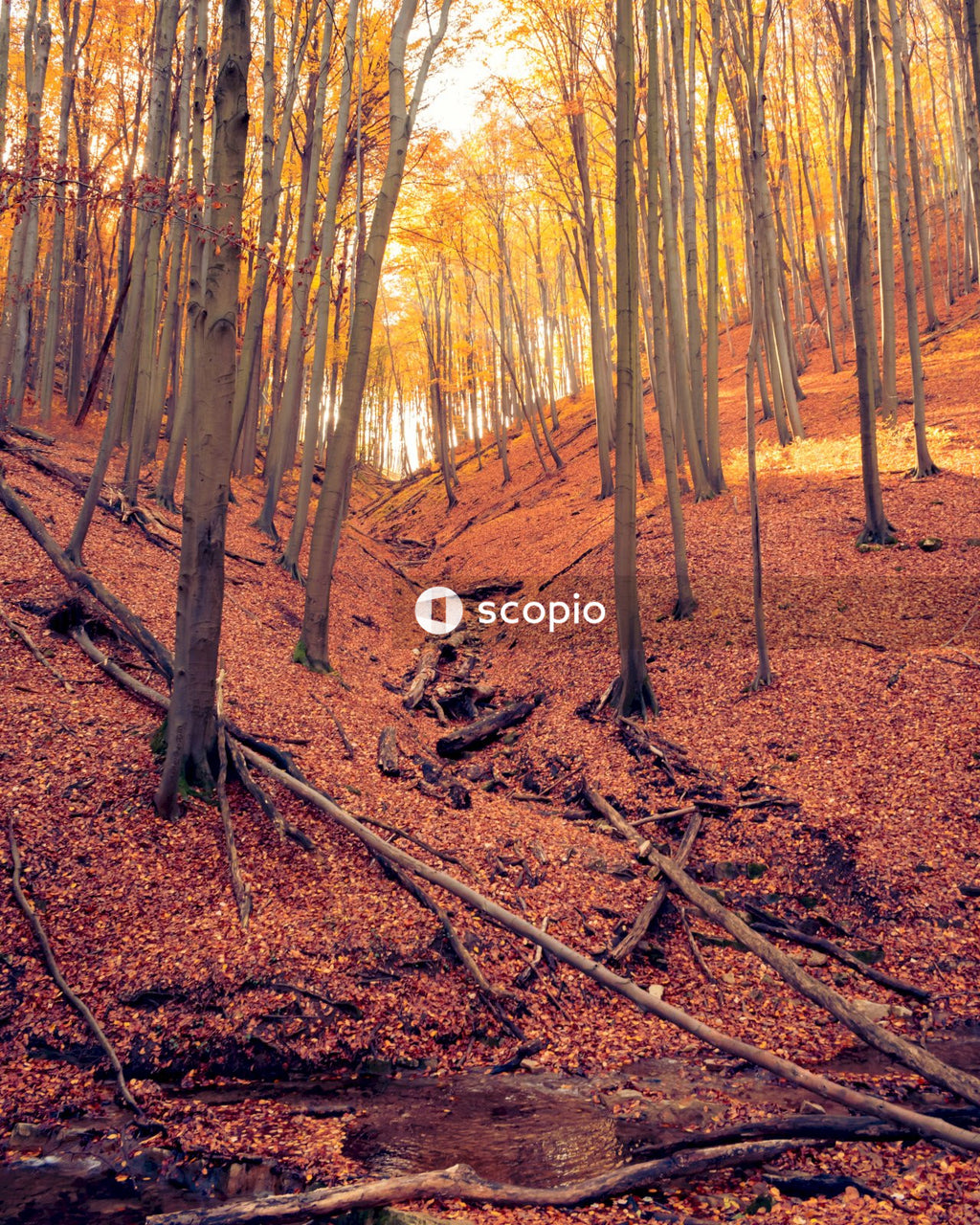 Brown trees on brown soil