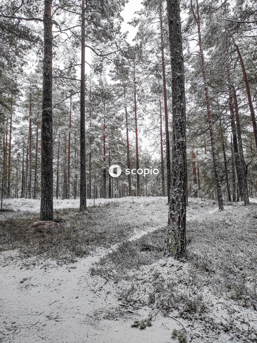 Brown trees on snow covered ground