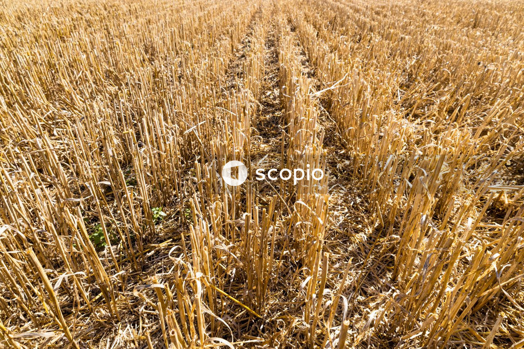 Brown wheat field