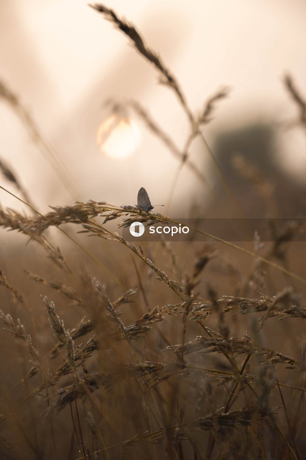 Brown wheat in close up