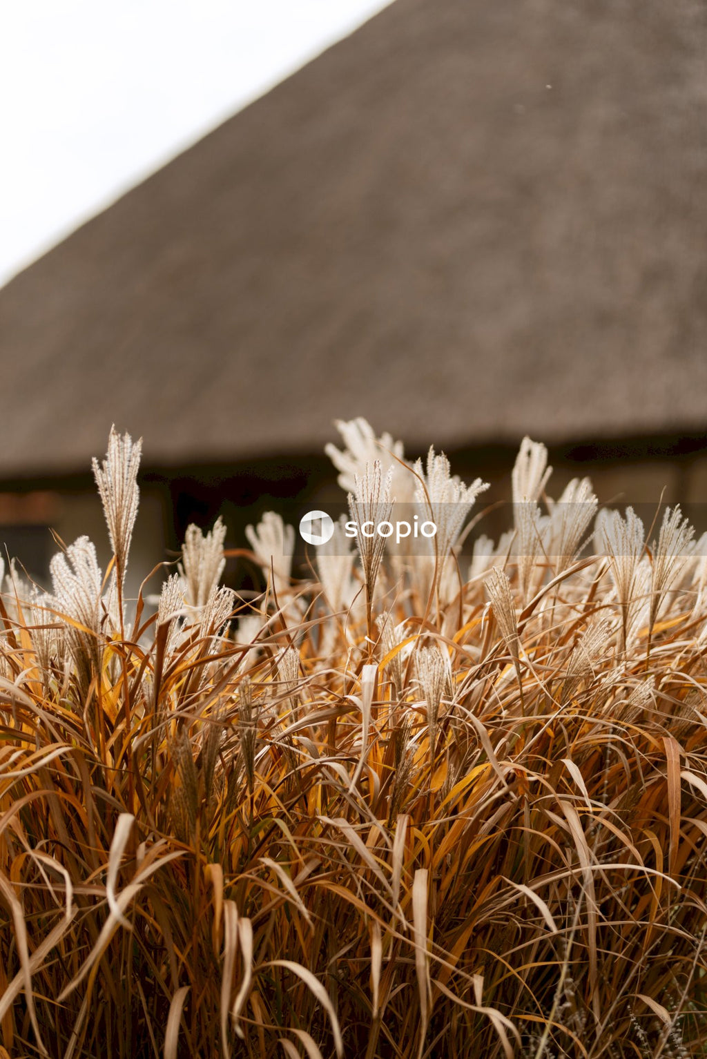 Brown wheat plant near gray concrete house
