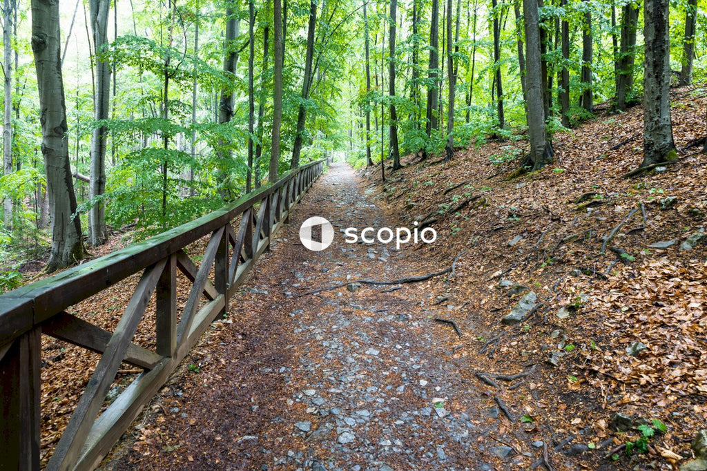Brown wooden bridge in forest