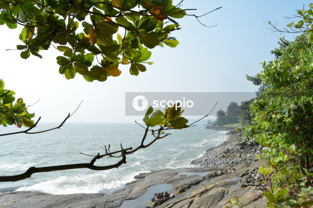 Green leaves tree on rocky shore