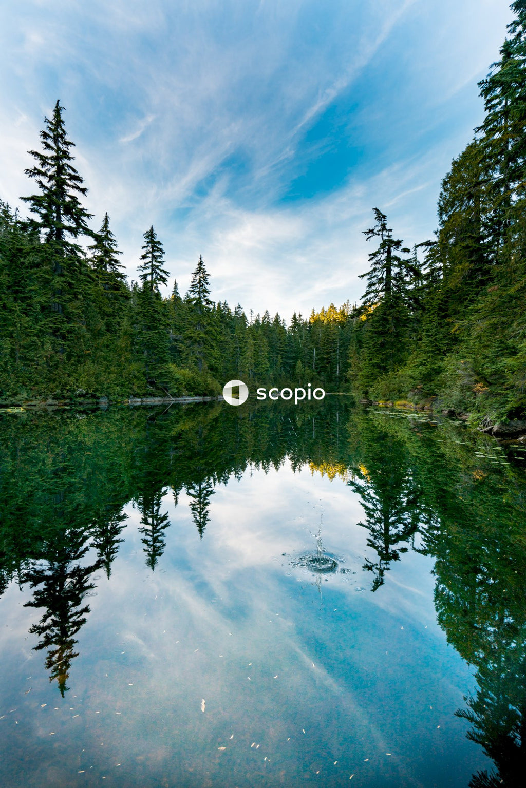Lake surrounded by trees