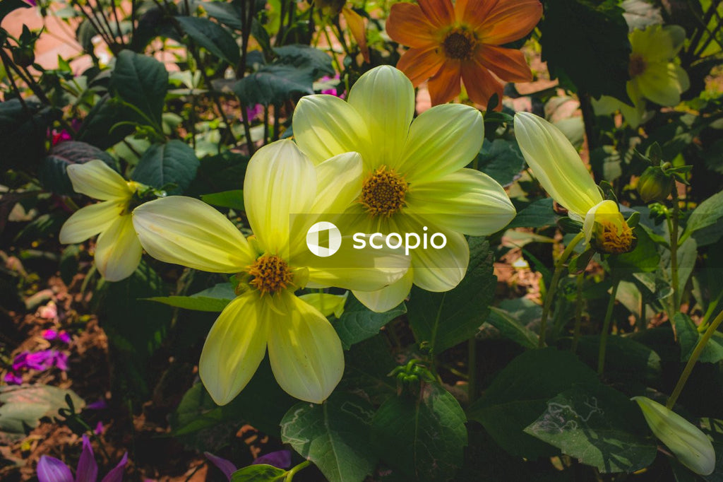 White and yellow flower in bloom