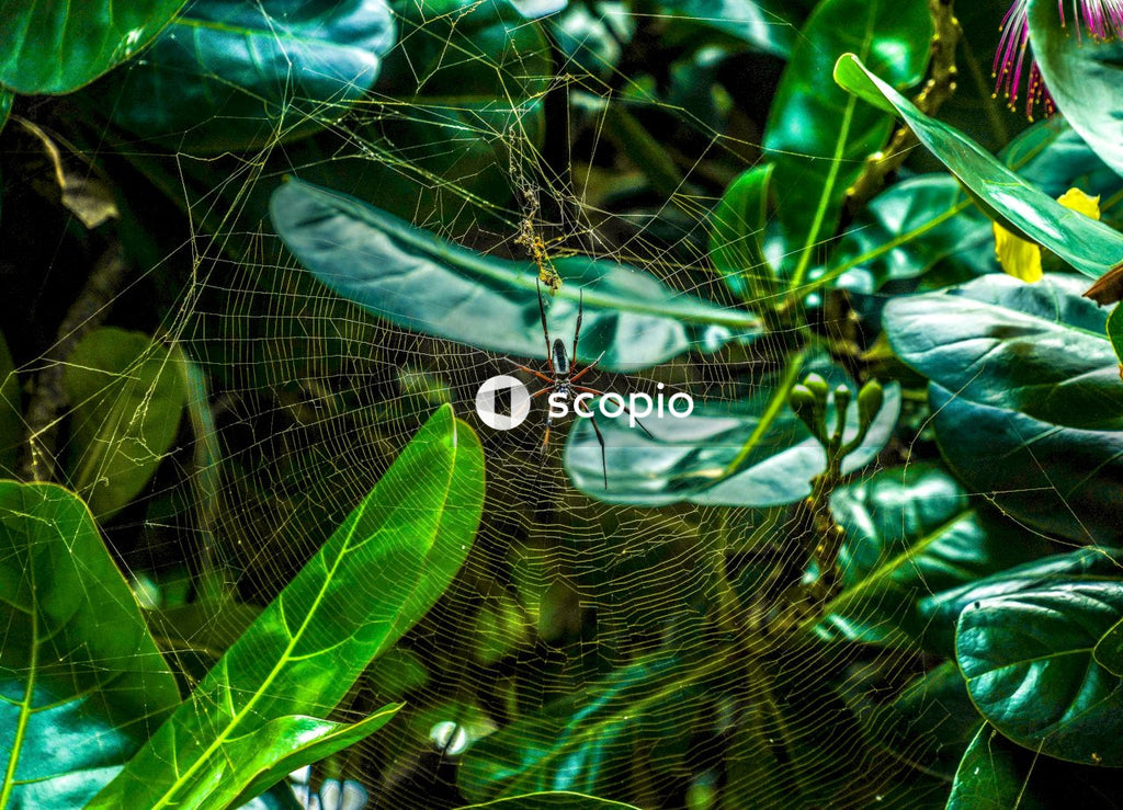 Spiders on web between foliage