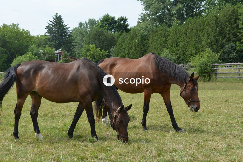 Brown horse on green grass field