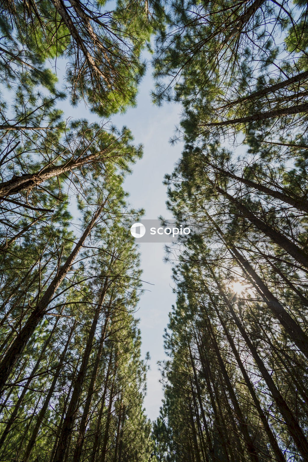 Low angle photography of green trees