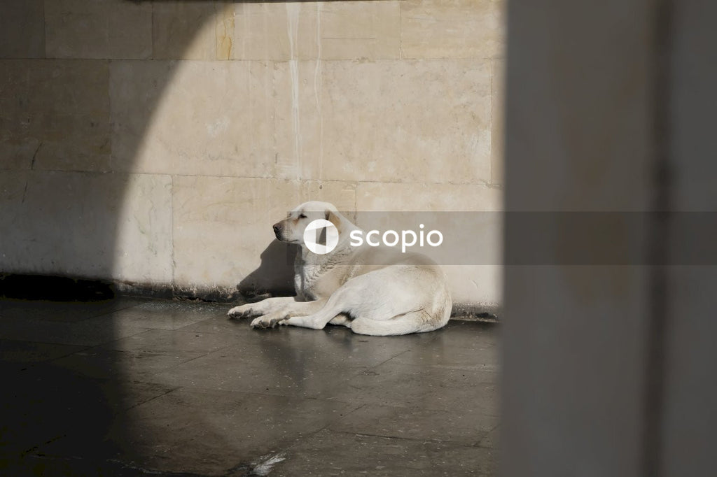 White short coated dog lying on floor