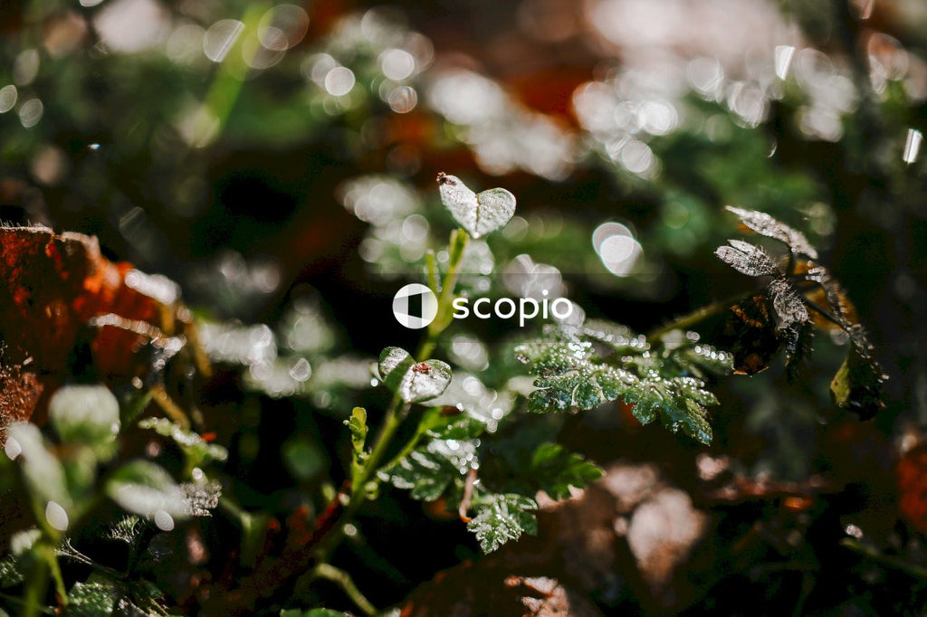 Glistening Drops of Dew on Foliage