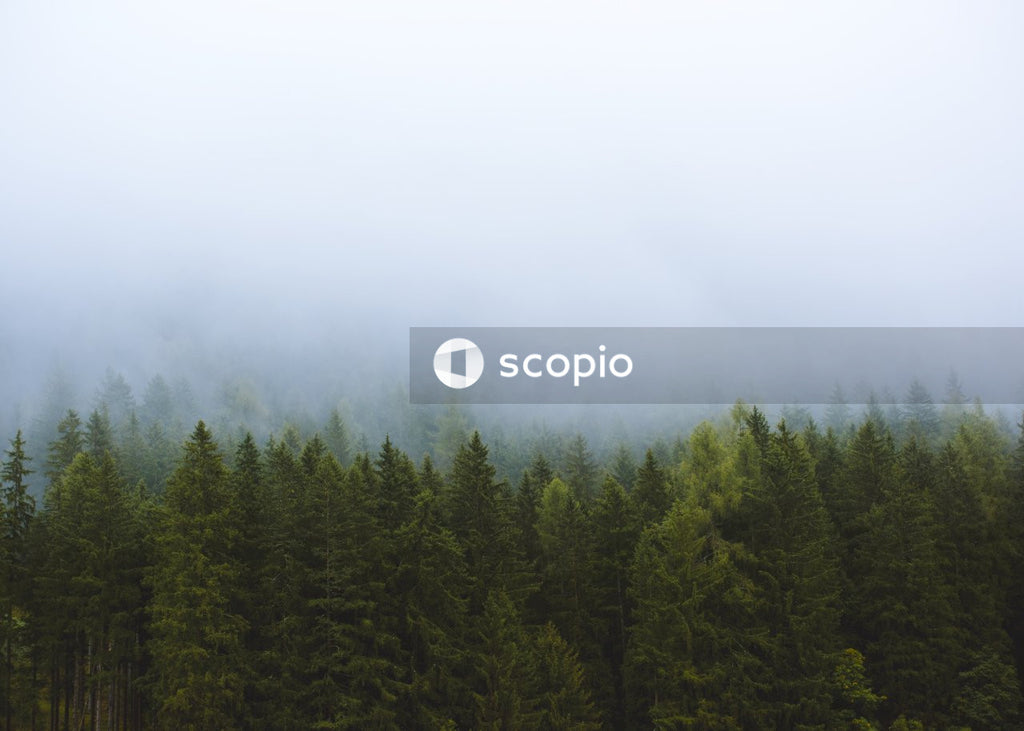 Forest with mist
