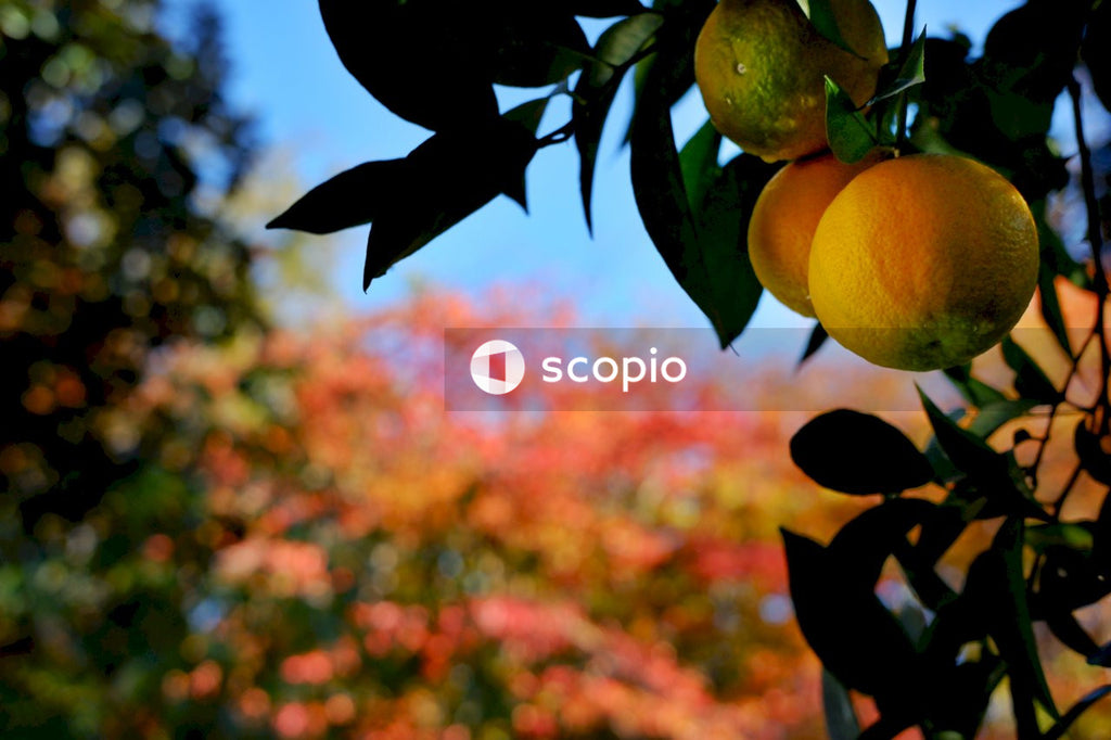 Yellow and green round fruits