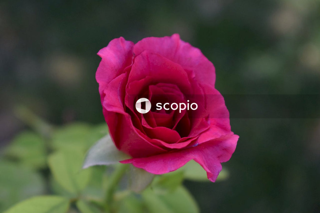 Pink rose in bloom