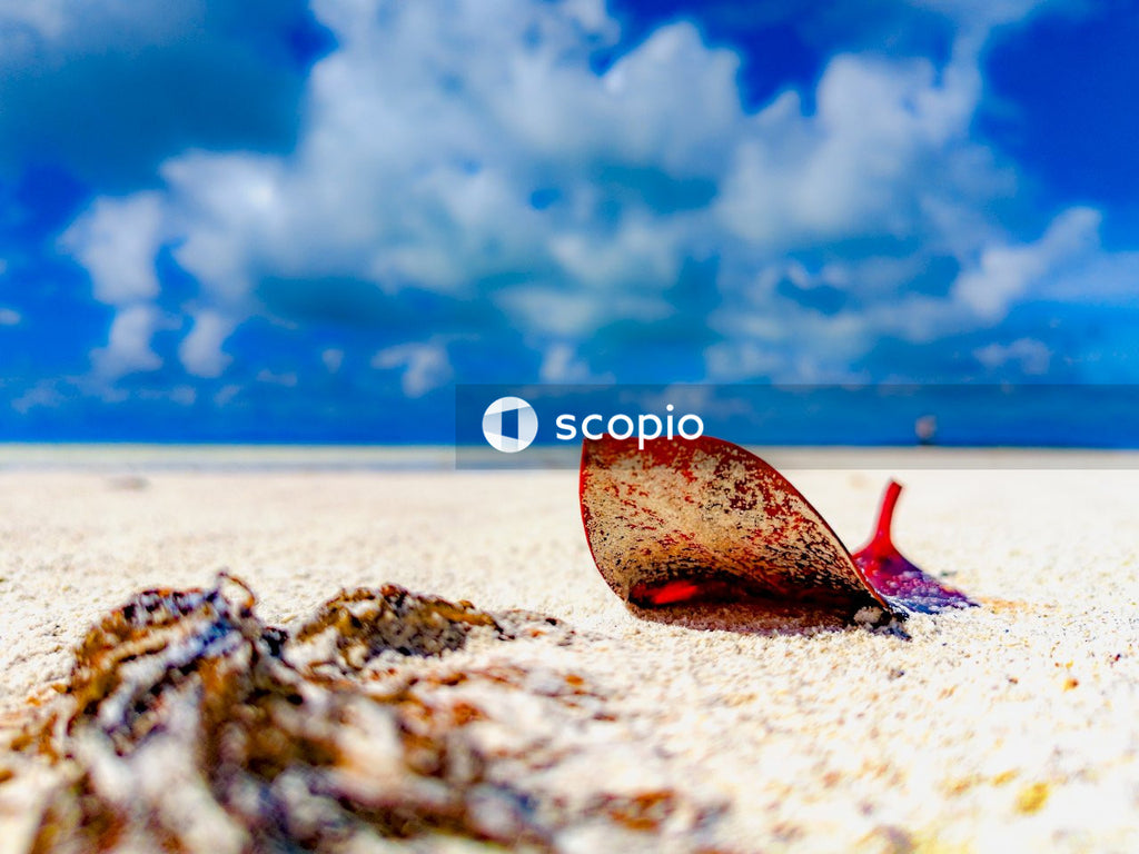 Red leaf on sand