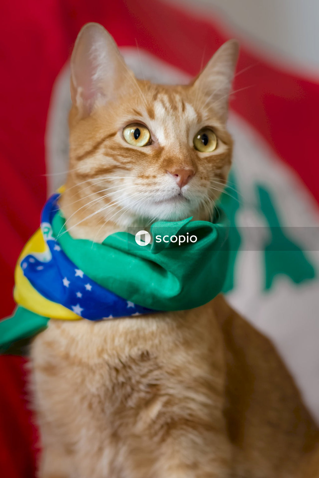 Candidato a presidência do Brasil