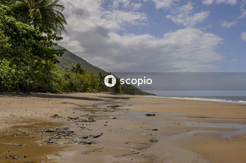 Green palm tree on brown sand under white clouds