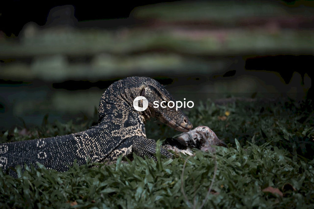 Black and white lizard on green grass
