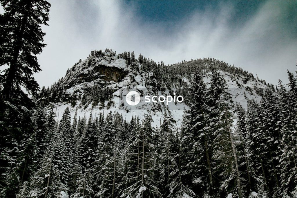 Green pine trees covered with snow under blue sky