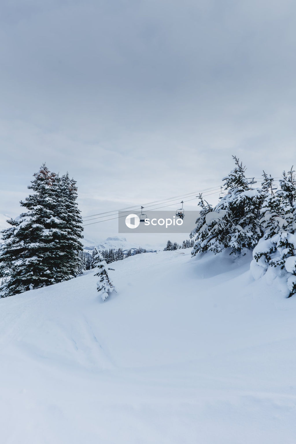 Snow covered trees and mountains